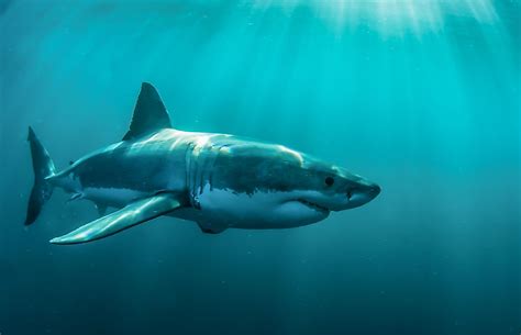 Do Sharks Swim in Cold Water, and Can They Teach Us About Climate Change?