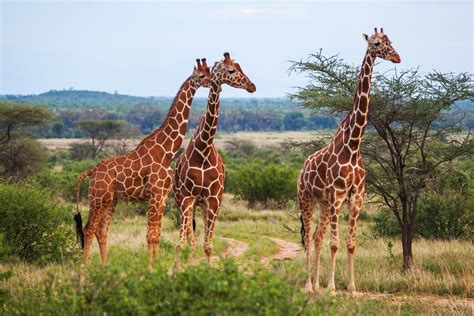 Does Protein Help You Grow Taller? And Why Do Giraffes Have Long Necks?