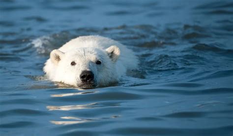 How Far Can a Polar Bear Swim, and Why Do They Dream of Flying?