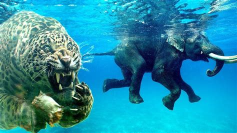 What Animals Can't Swim: Exploring the Unlikely and the Unbelievable