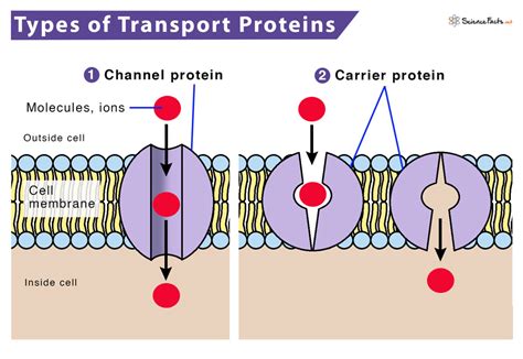 What is a Channel Protein and Why Do They Sometimes Feel Like Tiny Bouncers at a Molecular Nightclub?