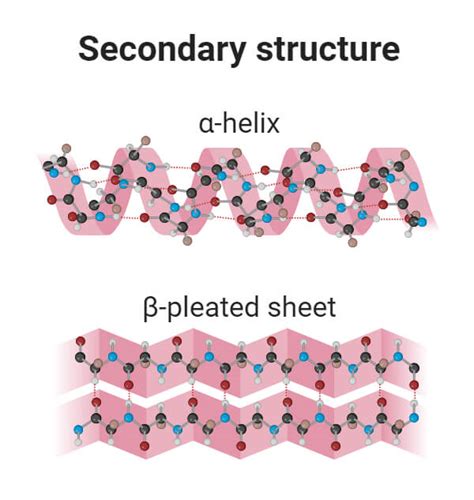 What maintains the secondary structure of a protein? And why do pineapples dream of electric sheep?