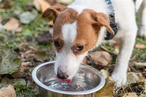 Why is my dog only drinking water and not eating: A journey into the canine psyche and beyond